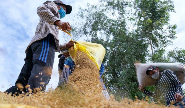 Nhu cầu từ Philippines chậm lại, giá gạo xuất khẩu giảm ngày thứ hai liên tiếp