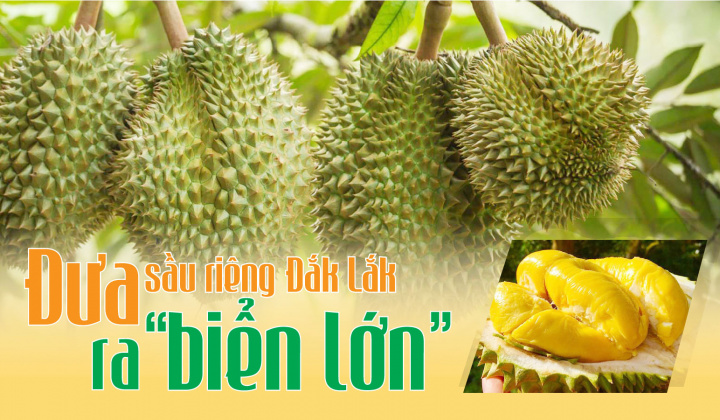 Đưa sầu riêng Đắk Lắk ra "biển lớn"