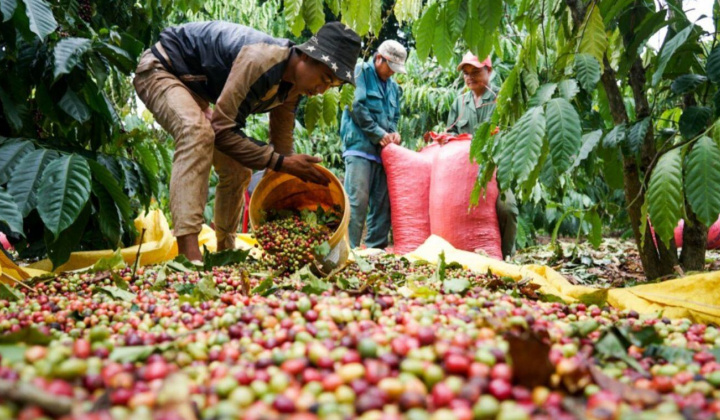 Giá cà phê hôm nay 8/9: Thị trường trong nước và thế giới đồng loạt giảm mạnh