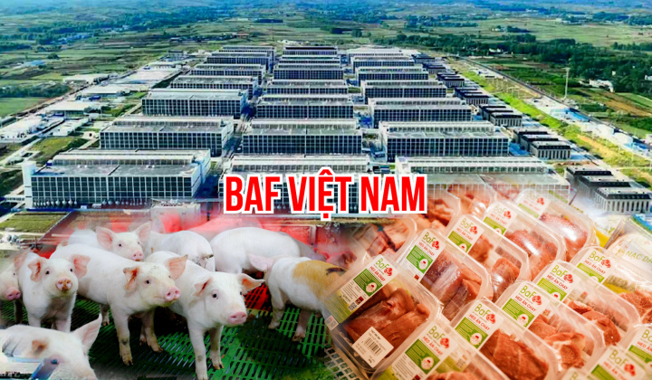 BaF Việt Nam (BAF): Hé lộ vũ khí chiến lược giúp đạt mục tiêu 10 triệu heo thương phẩm