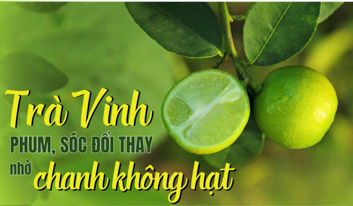 Trà Vinh: Phum, sóc đổi thay nhờ chanh không hạt