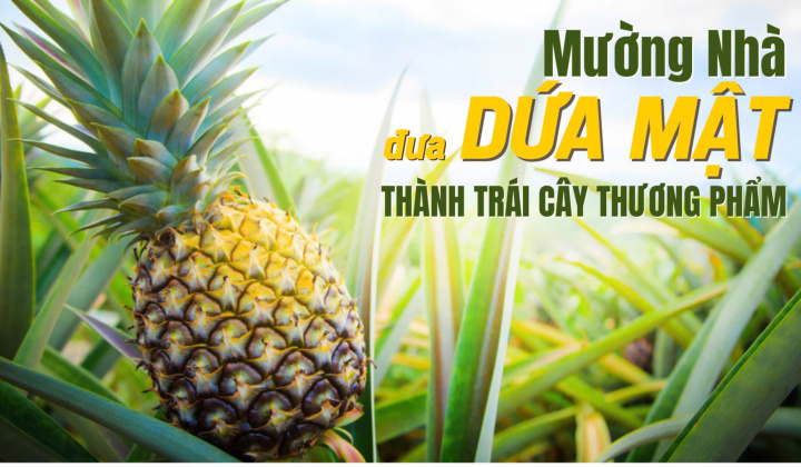 Mường Nhà: Đưa dứa mật thành trái cây thương phẩm