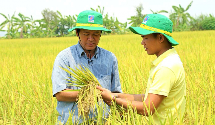 Đạm Cà Mau (DCM), Đạm Phú Mỹ (DPM) đặt kỳ vọng vào vụ Đông Xuân và Luật Thuế VAT