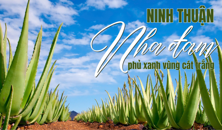 Ninh Thuận: Nha đam phủ xanh vùng cát trắng