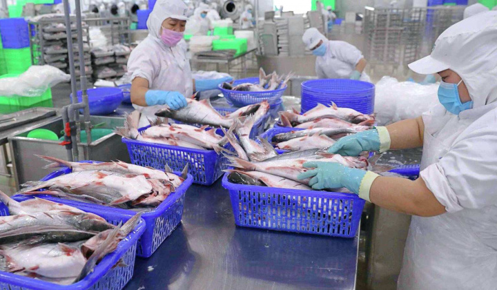 Thuỷ sản Vĩnh Hoàn (VHC): Doanh thu 9 tháng đầu năm ước tăng 23%, giá bán cá tra phục hồi