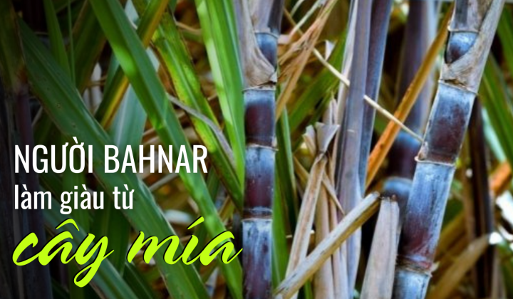 Người Bahnar làm giàu từ cây mía