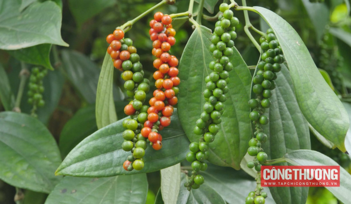 Giá tiêu hôm nay 17/10: Việt Nam chiếm 78% thị phần tiêu nhập khẩu vào Mỹ