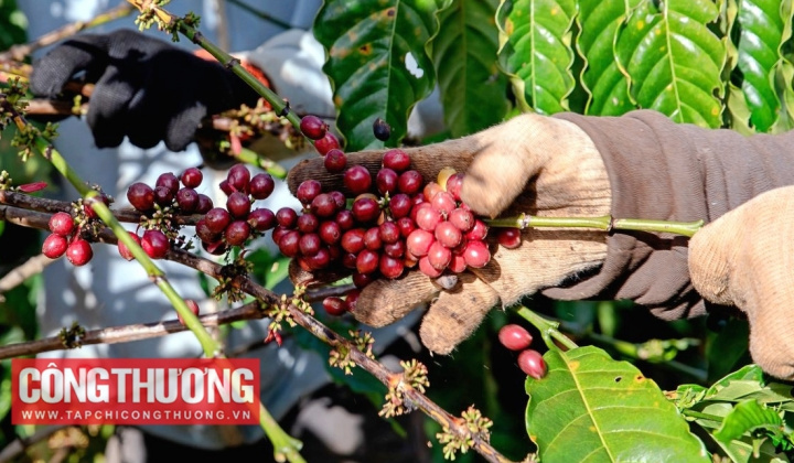 Giá cà phê hôm nay 19/10: Sản lượng cà phê Việt Nam giảm từ 5 - 10%
