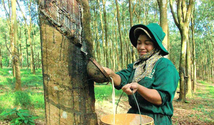 Giá bán mủ cao su ước tăng 24%, Cao su Việt Nam (GVR) có thể tăng kế hoạch kinh doanh