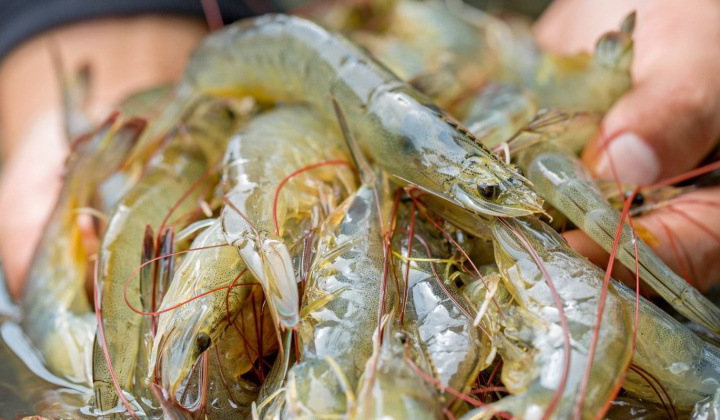 Hoa Kỳ áp thuế chống trợ cấp sơ bộ với tôm nước ấm đông lạnh Việt Nam