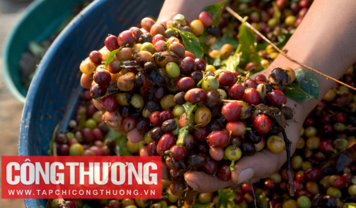 Giá cà phê hôm nay 26/10: Hạ nhiệt nhưng vẫn khó dự báo