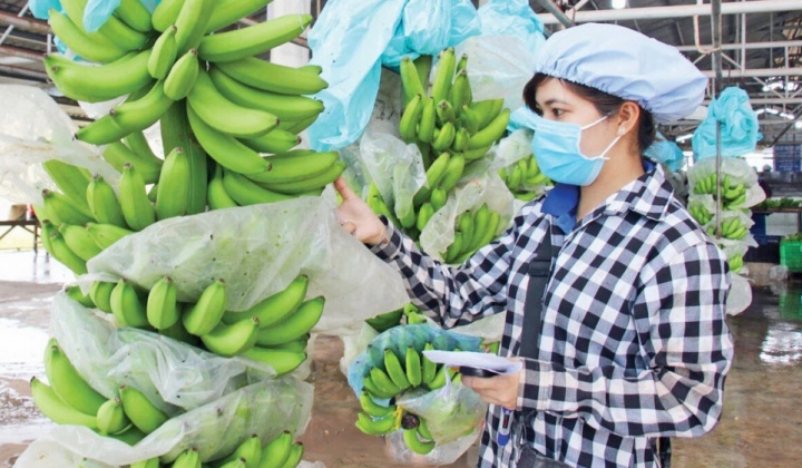 Khoe có 9.000 ha trái cây, Hoàng Anh Gia Lai (HAG) tự tin nông nghiệp tuần hoàn sẽ giúp thoát lỗ