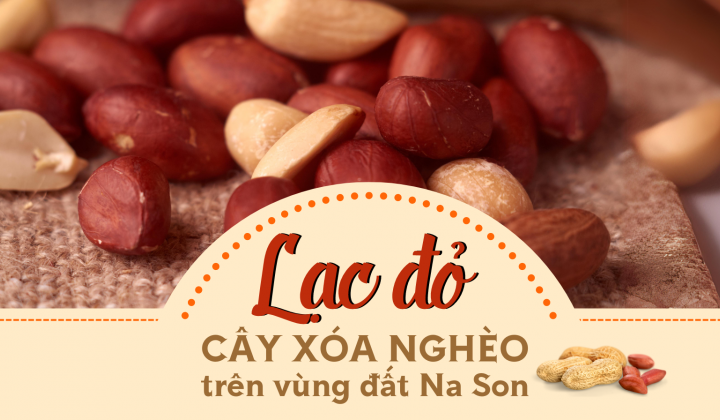 Lạc đỏ - Cây xóa nghèo trên vùng đất Na Son