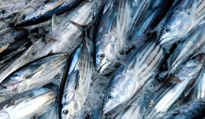 Bình Định: Đề nghị xem xét quy định kích thước được phép khai thác đối với cá ngừ vằn