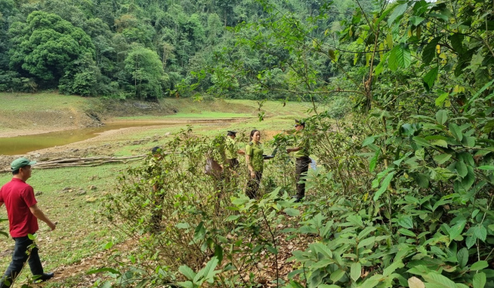 Thái Nguyên gia tăng diện tích trồng rừng và nâng cao giá trị kinh tế