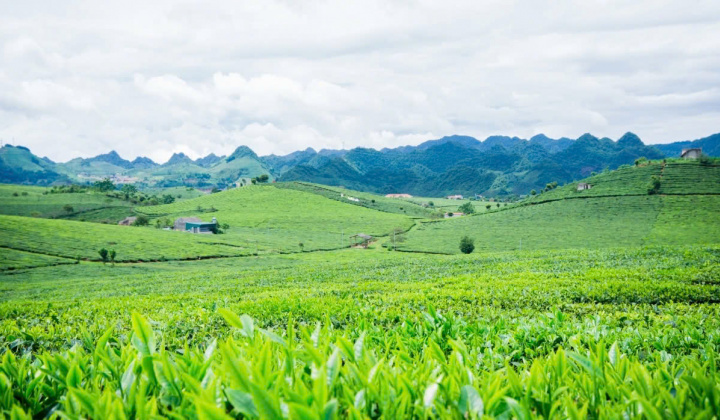 Phân bón Văn Điển - Hướng đi mới trong canh tác nông nghiệp bền vững