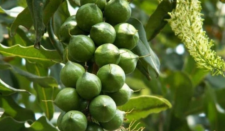 Giải pháp phát triển cây mắc ca theo hướng bền vững ở tỉnh Lai Châu