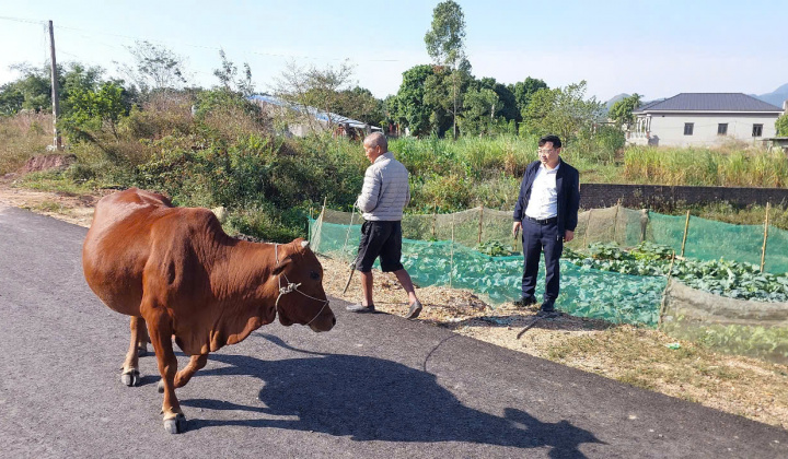 Phổ Yên: 100% hộ nghèo được hỗ trợ bò giống sinh sản lai Sind