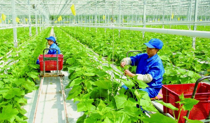 Phê duyệt danh sách thành viên Ban Chỉ đạo quốc gia về kinh tế tập thể