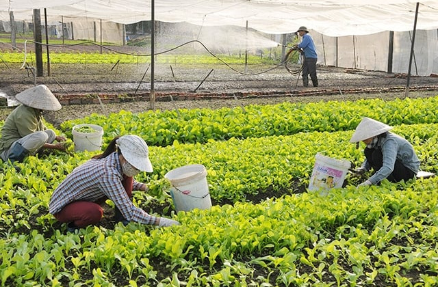 Đánh giá tổng quan tình hình nghiên cứu chính sách hỗ trợ phát triển hợp tác xã