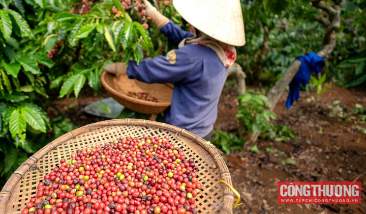 Giá cà phê hôm nay 27/12: Sau COVID-19, giá cà phê toàn cầu tăng phi mã