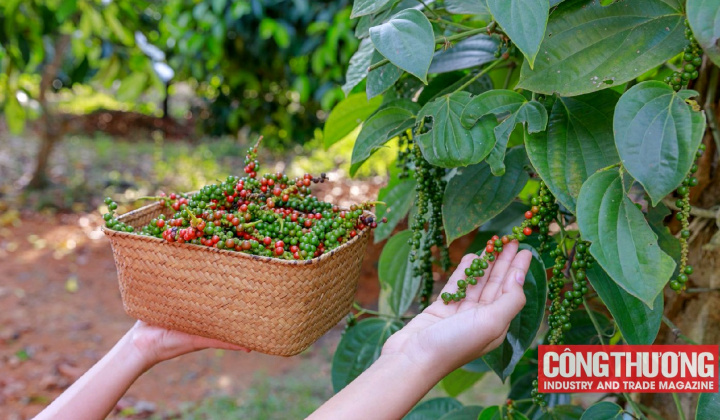 Giá tiêu hôm nay 28/12: Nông dân không nên vội bán hoặc vay vốn tích trữ tiêu
