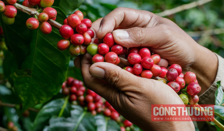 Giá cà phê hôm nay 03/12: Robusta ngang ngửa với Arabica
