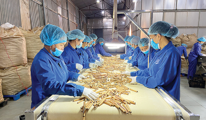 Thủ tướng chỉ đạo tháo gỡ khó khăn cho hoạt động xuất khẩu dược liệu