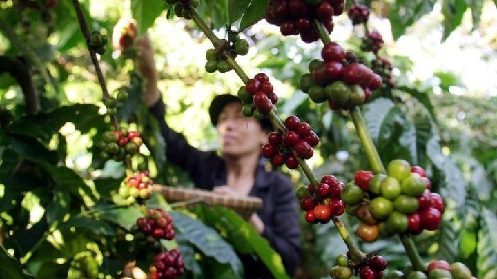 Giá cà phê hôm nay 12/4: Có thể phá ngưỡng 110.000 đồng/kg trong vài ngày tới