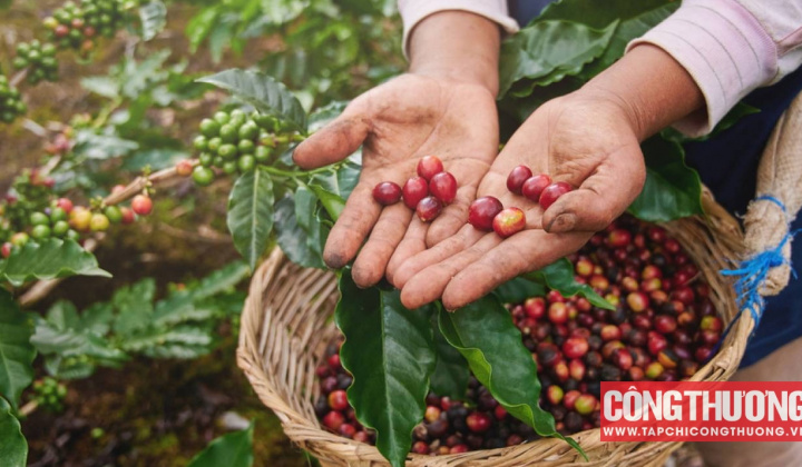 Giá cà phê hôm nay 18/4: Tăng phi mã chưa từng thấy, vượt mốc 120.000 đồng/kg