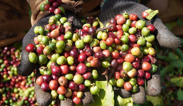 Giá cà phê hôm nay 22/4: Tăng hơn 11% trong tuần qua, liên tiếp xô đổ các kỷ lục