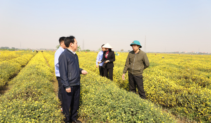 Traphaco CNC: Chứng nhận thành công vùng trồng dược liệu cúc hoa vàng đạt chuẩn GACP -WHO