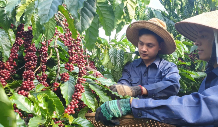 Đẩy mạnh xúc tiến xuất khẩu sản phẩm cà phê và gia vị Việt Nam