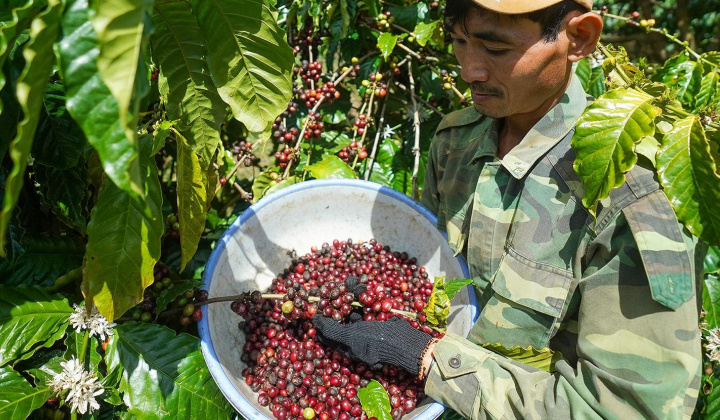 Giá cà phê hôm nay 01/5: Thị trường điều chỉnh, dự báo Tây Nguyên vẫn đối mặt với khô hạn
