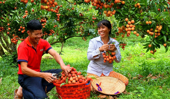 Sản lượng vải thiều Bắc Giang năm 2024 có thể đạt 100.000 tấn