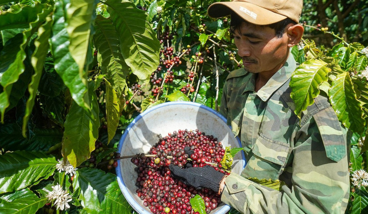 Giá cà phê hôm nay 11/5: Phục hồi yếu, Mỹ tăng mạnh nhập khẩu cà phê từ Việt Nam