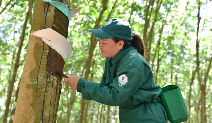 Sở hữu 300.000 ha rừng, Cao su Việt Nam (GVR) nghiên cứu khai thác tín chí carbon