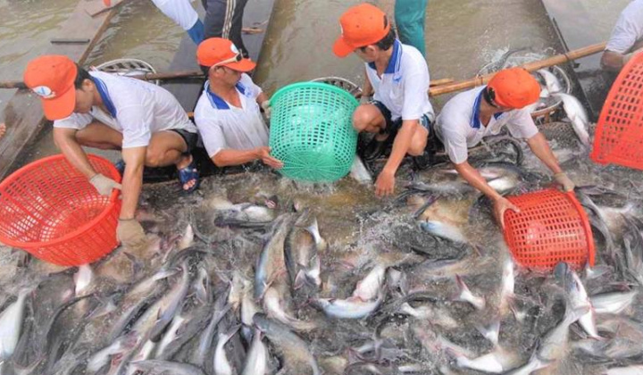 Xuất khẩu cá tra sang EU cần tập trung đáp ứng tiêu chuẩn xanh