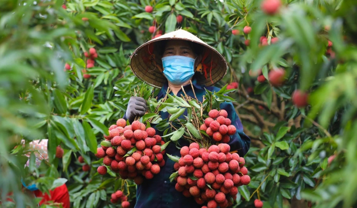 Lào Cai: Tạo điều kiện thuận lợi cho xuất khẩu vải thiều Việt Nam