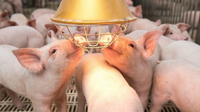 BaF Việt Nam (BAF): Dự báo giá heo hơi sẽ đạt 70.000 đồng/kg trong phần lớn năm nay