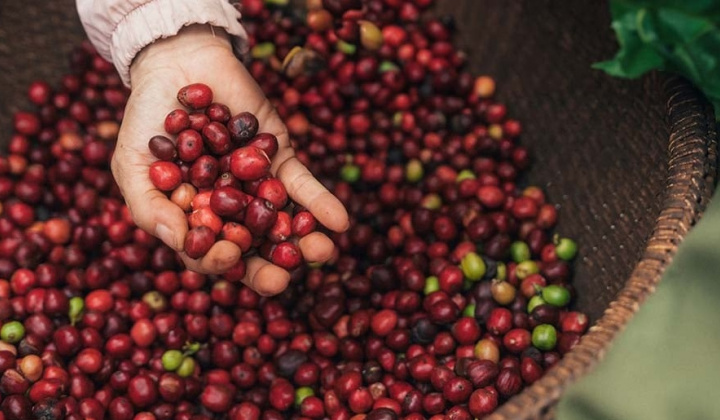 NESCAFÉ Plan 2030: Tăng cường áp dụng nông nghiệp tái sinh