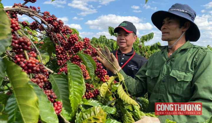 Giá cà phê hôm nay 18/5: Tăng trở lại, tồn kho cạn đang giúp giá tạo mặt bằng mới