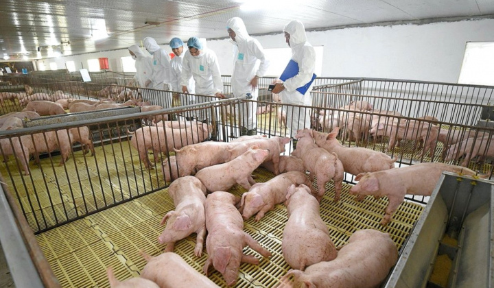 Chủ tịch Tập đoàn Dabaco (DBC): Tái đàn sớm hơn đối thủ, lợi nhuận quý 2 sẽ tăng gấp 3,5 lần