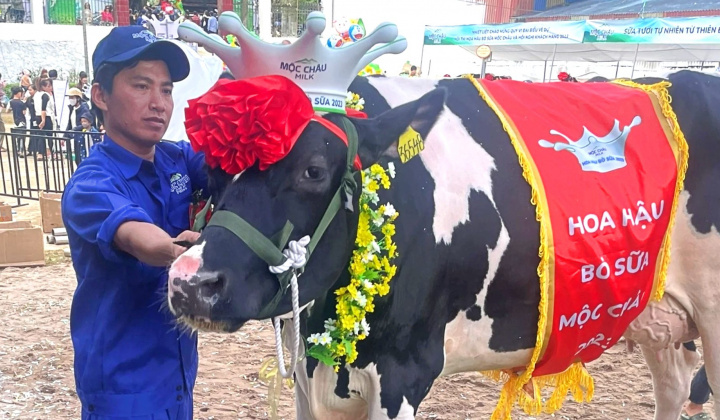 Cổ phiếu MCM của Mộc Châu Milk (MCM) được chấp thuận niêm yết trên HoSE