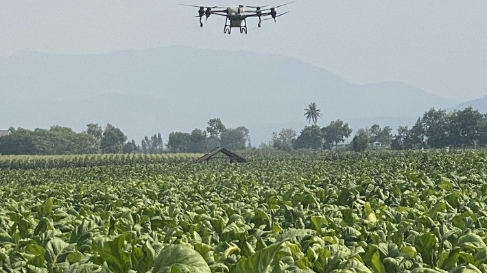 Ðầu tư phát triển bền vững vùng nguyên liệu thuốc lá tại Gia Lai