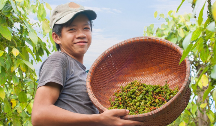 Giá tiêu hôm nay 28/5: Lên cao nhất 8 năm nhưng nông dân “không vui”