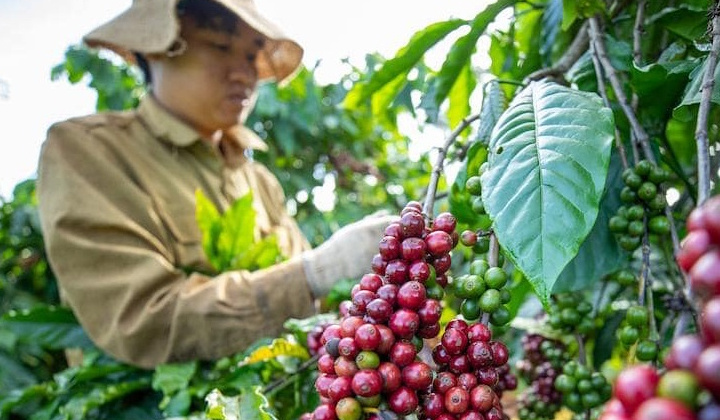 Giá cà phê hôm nay 27/5: Vẫn còn động lực tăng giá trong thời gian tới?