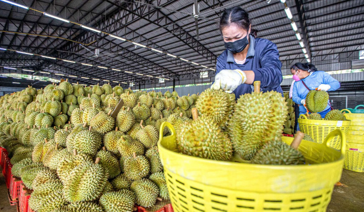 Hoàng Anh Gia Lai (HAG): Thắng lớn mảng trái cây nhưng chăn nuôi "teo tóp"