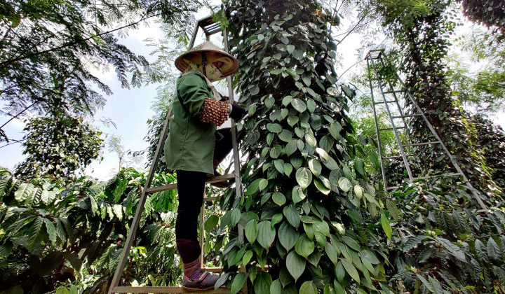 Giá tiêu hôm nay 3/5: Trong nước chạm mốc 100.000 đồng/kg, giá xuất khẩu tăng đột biến