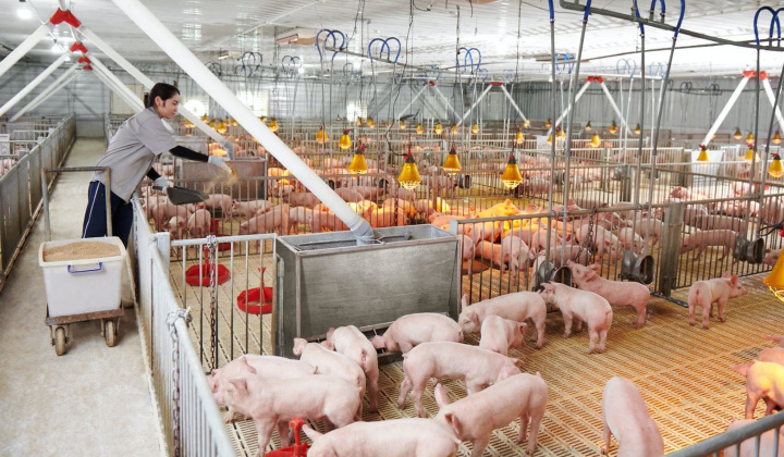 Dự báo giá heo hơi còn tiếp tục tăng, Dabaco (DBC), BAF Việt Nam (BAF)… "hưởng trọn sóng"